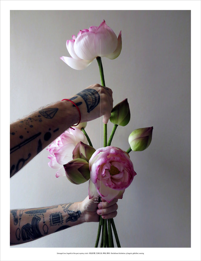Floriography_Lotus1_mini