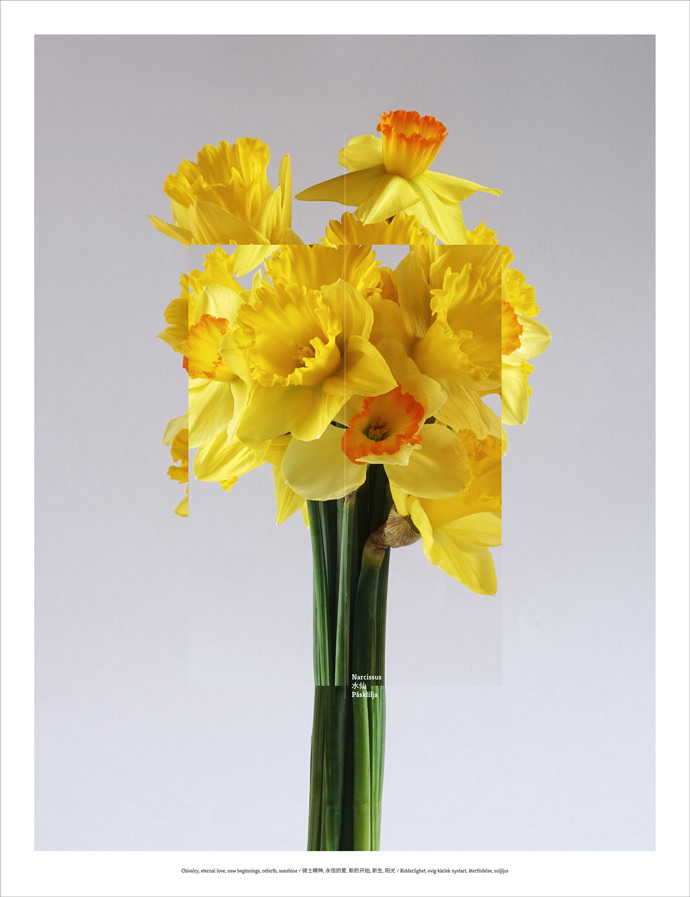 Floriography_Narcissus_mini