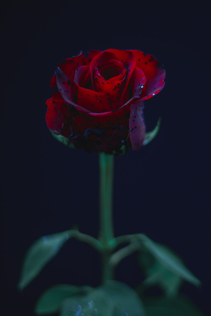 Featured image of post Aesthetic Dark Blue And Red